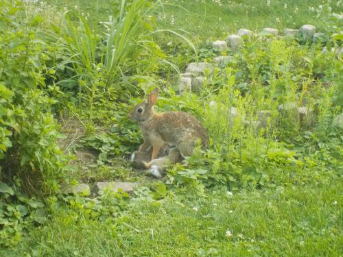 CB Baby Bunnies Nursing.jpg